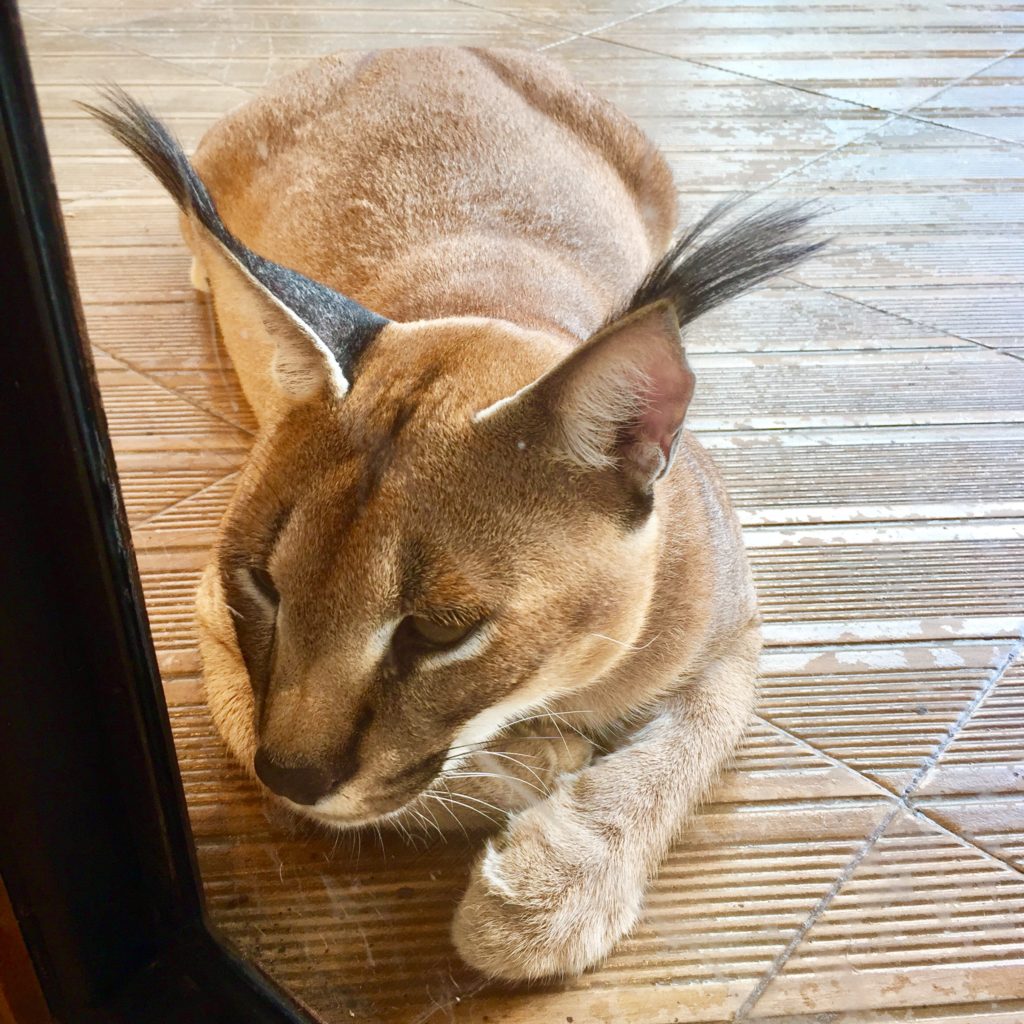 Recommended: 3 Animal Cafes to Visit in Bangkok 🐾 - VerySallyish